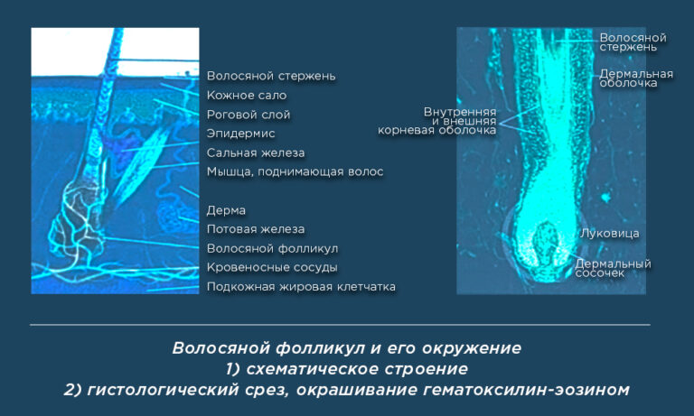 Анаген телоген катаген картинка